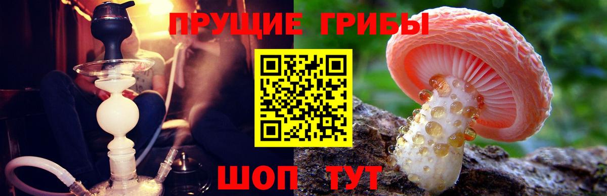 Галлюциногенные грибы Psilocybine cubensis Горно-Алтайск